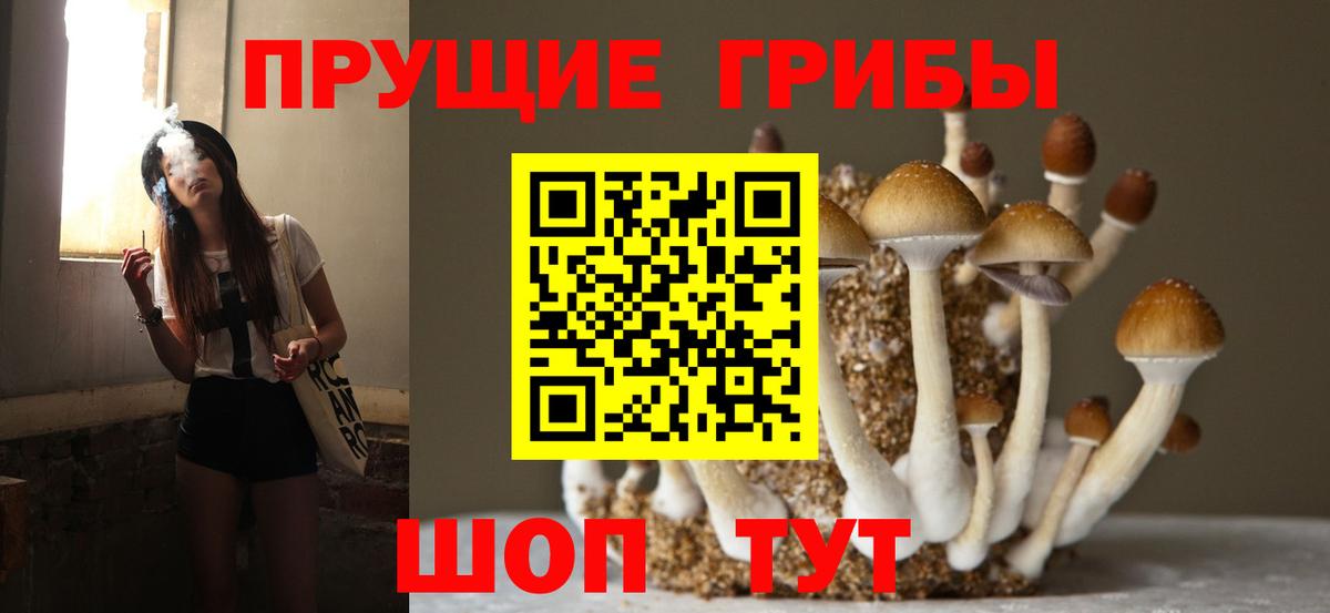Псилоцибиновые грибы GOLDEN TEACHER Приморско-Ахтарск